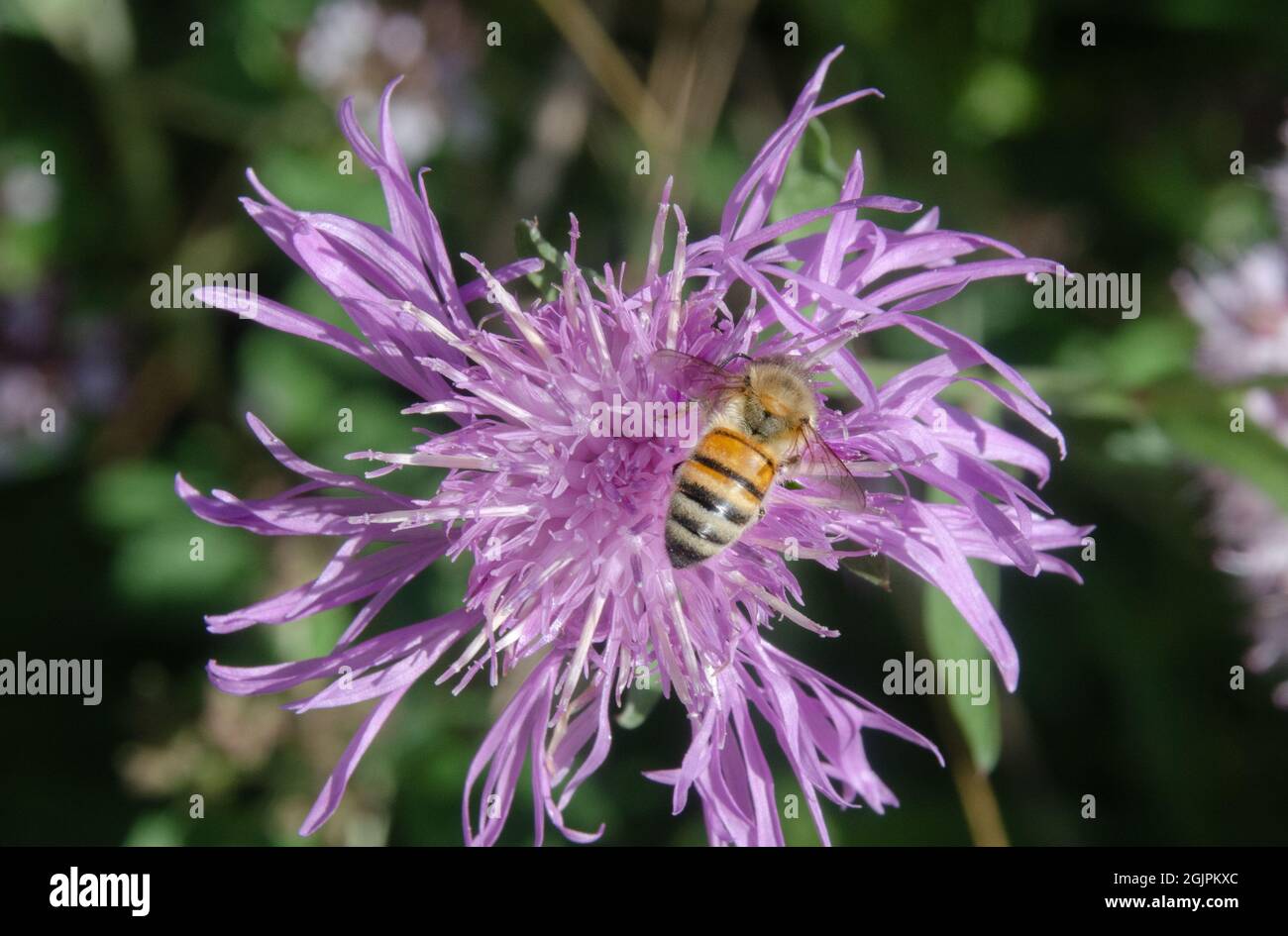 Beautiful Insekt Hi res Stock Photography And Images Alamy beautiful-insekt-hi-res-stock-photography-and-images-alamy