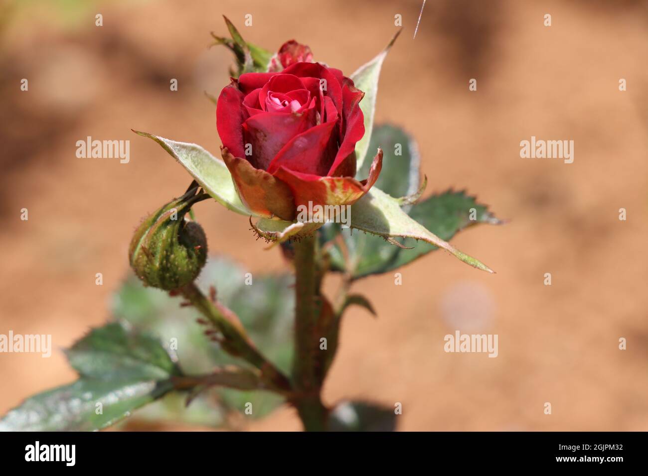 Partially bloomed bi-color rose Stock Photo
