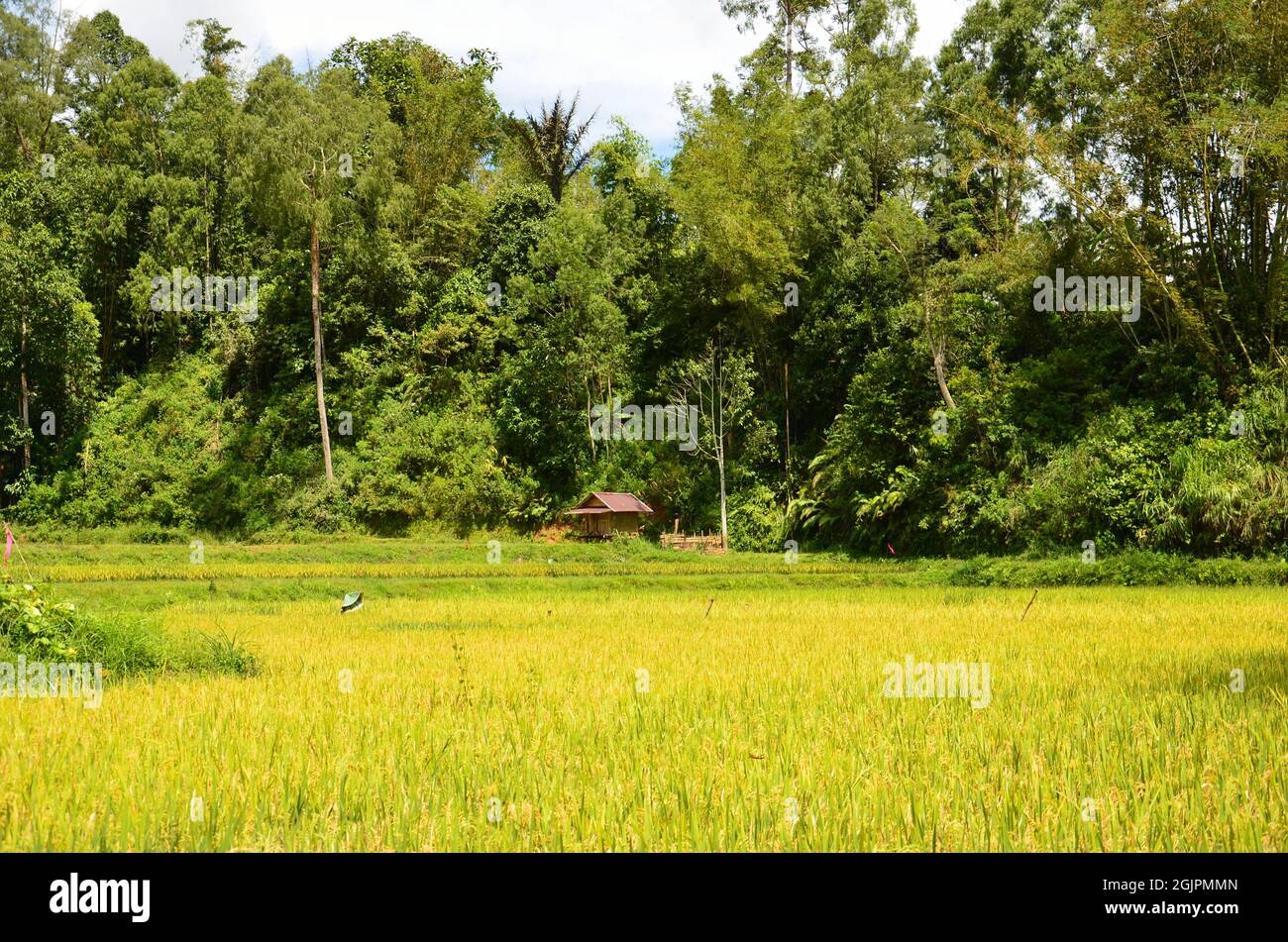 indonesia rice field, food of cereal grain corn bran wheat oats ...