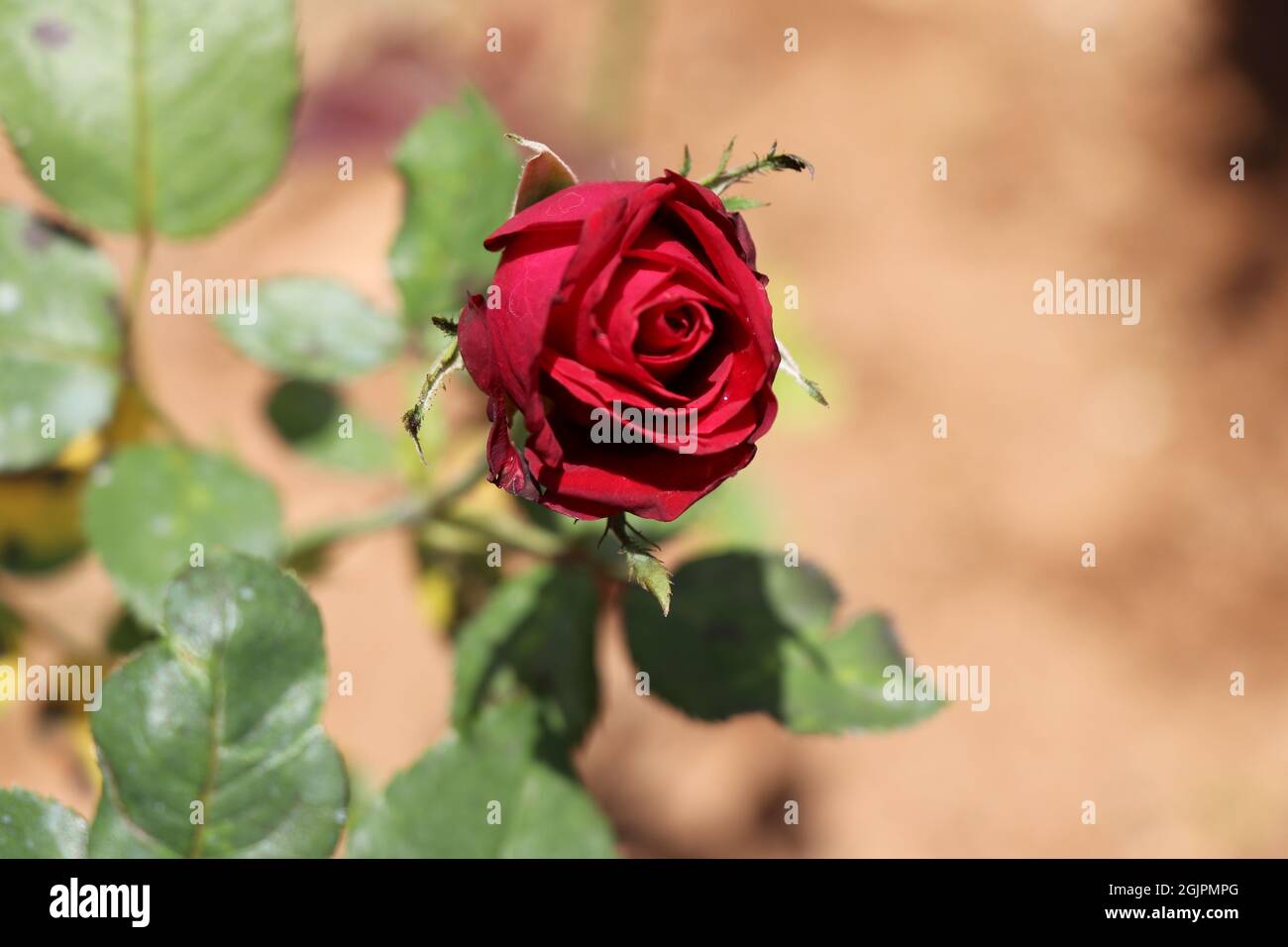 Lightly bloomed blood red rose with leaves Stock Photo Alamy