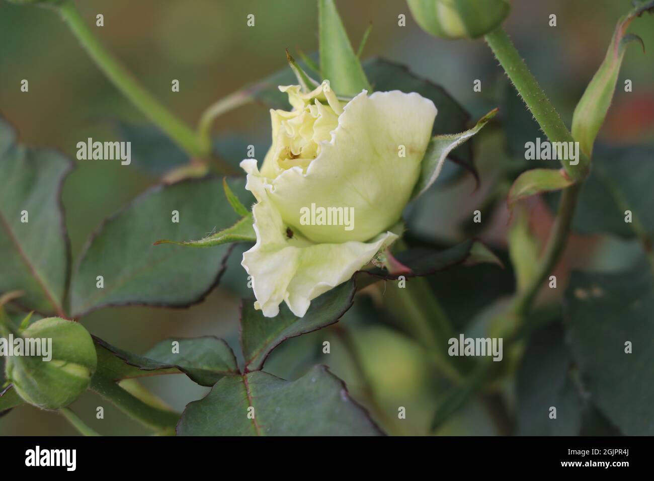 Partial bloomed rose eaten by insects Stock Photo Alamy