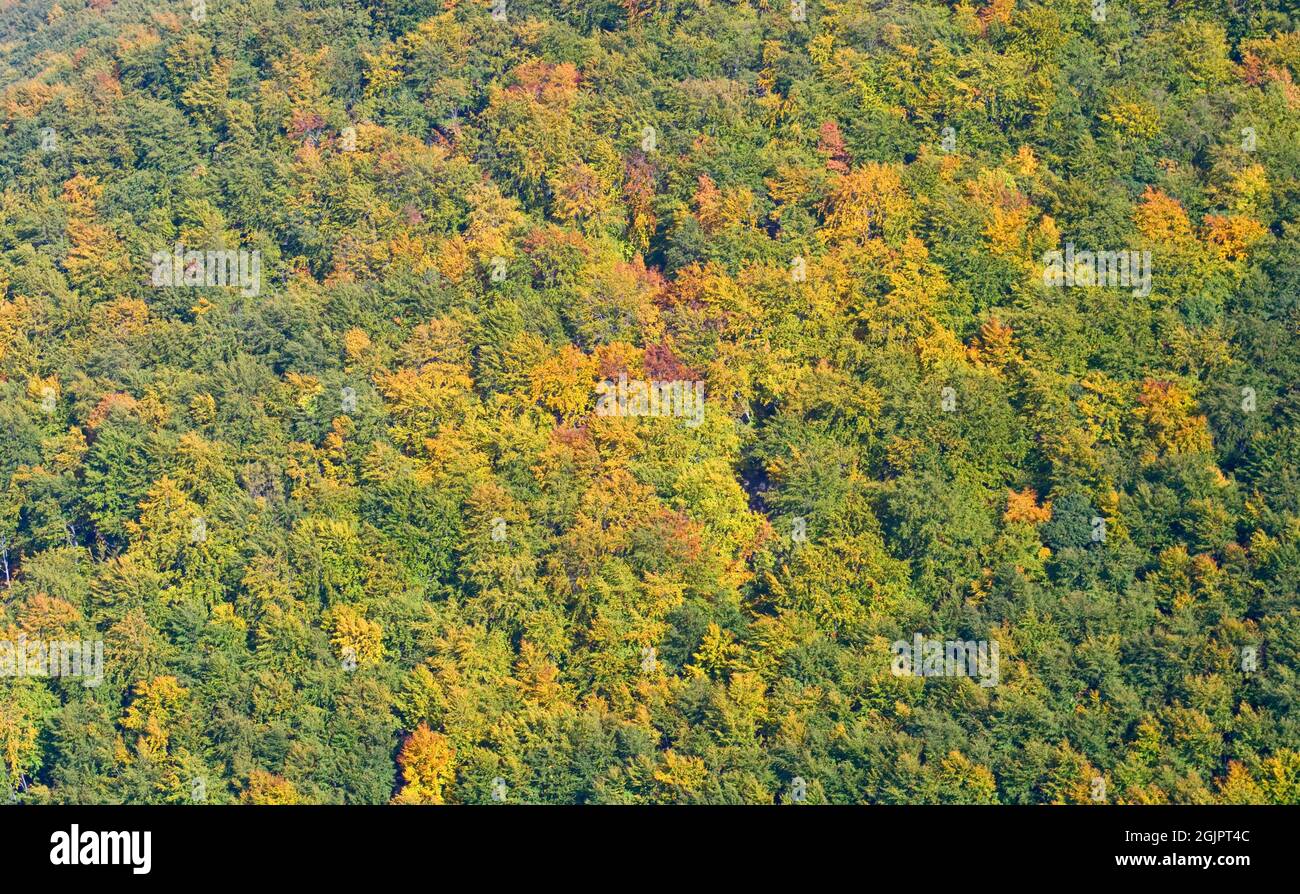 Autumn tree yellow foliage texture. Stock Photo