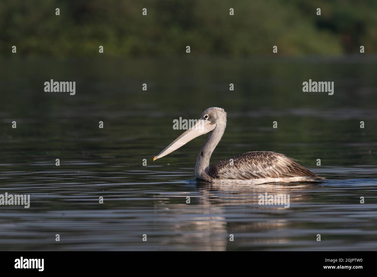 A rosy pelican swims on the Nile River in Uganda. Stock Photo