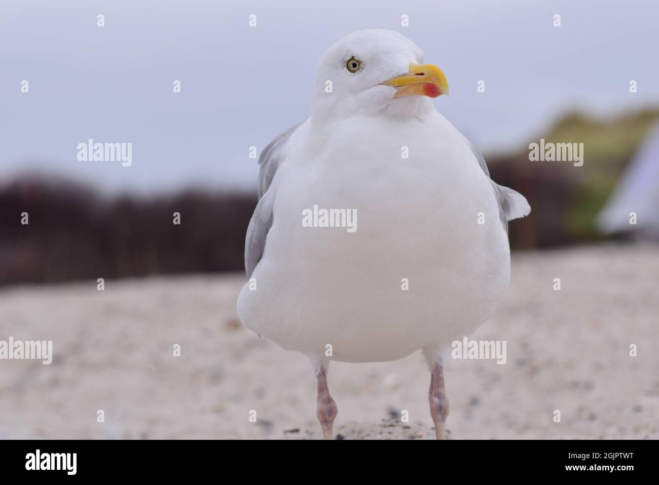 A seagull is sitting at the beach as a close up Stock Photo