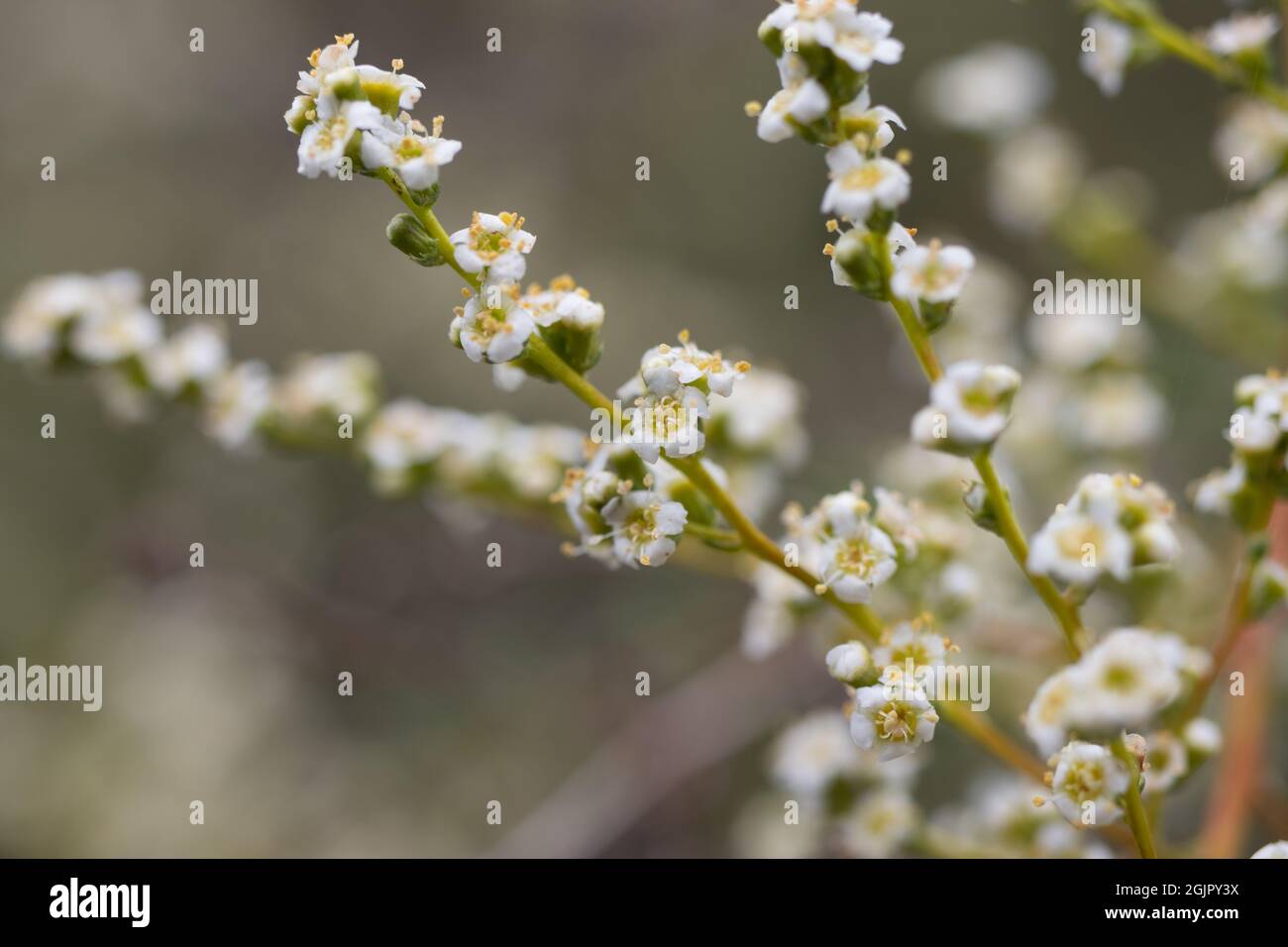White terminal panicle inflorescences of Resinbrush, Adenostoma Fasciculatum, Rosaceae, native in the Santa Monica Mountains, Springtime. Stock Photo