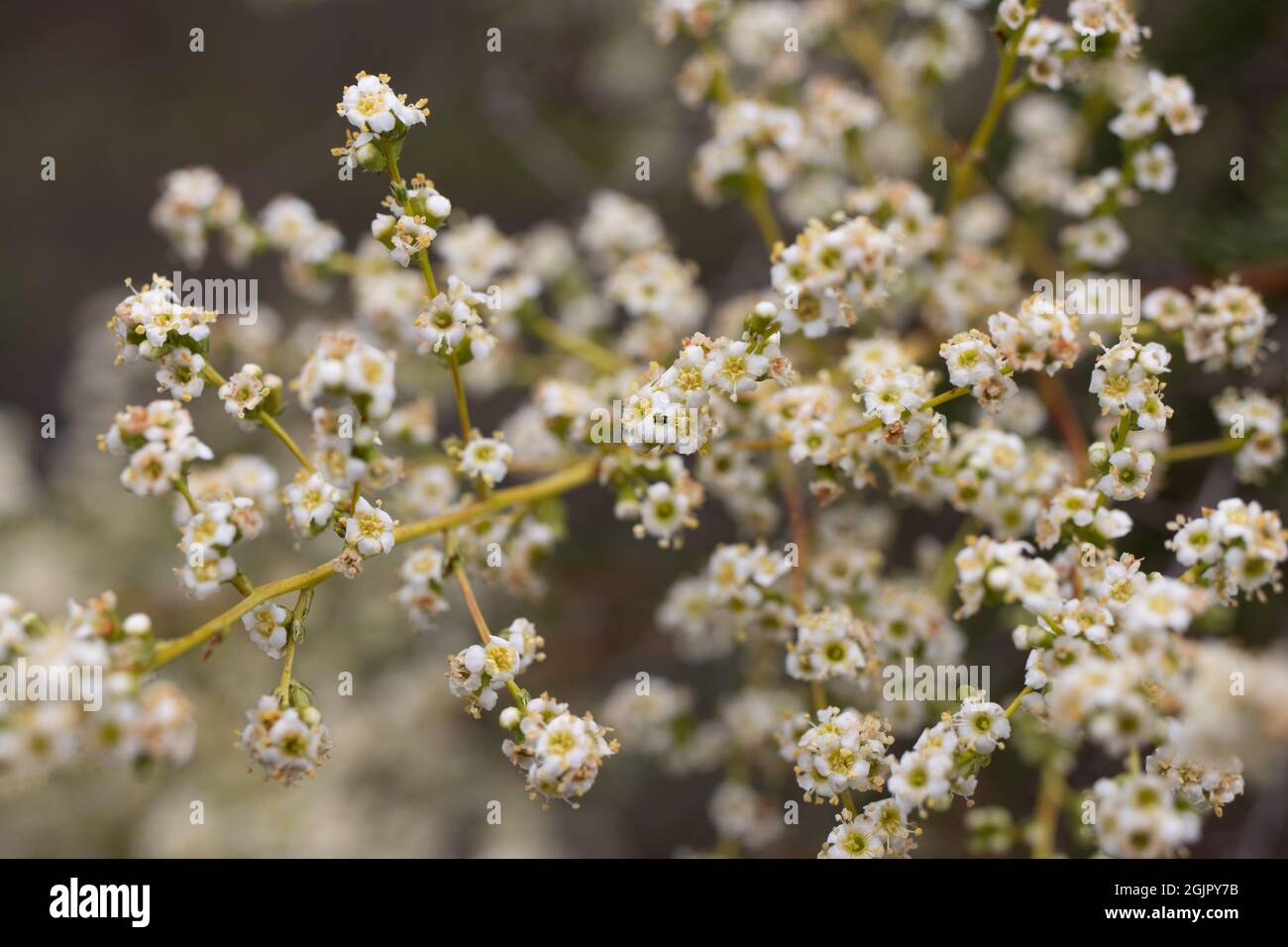 White terminal panicle inflorescences of Resinbrush, Adenostoma Fasciculatum, Rosaceae, native in the Santa Monica Mountains, Springtime. Stock Photo