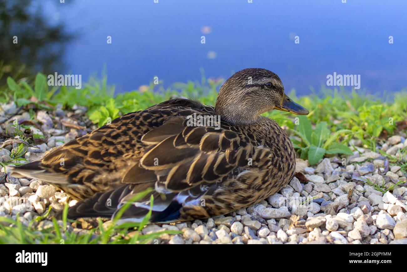 Duck on the lake shore. Photo of a bird near a pond. Mallard ...