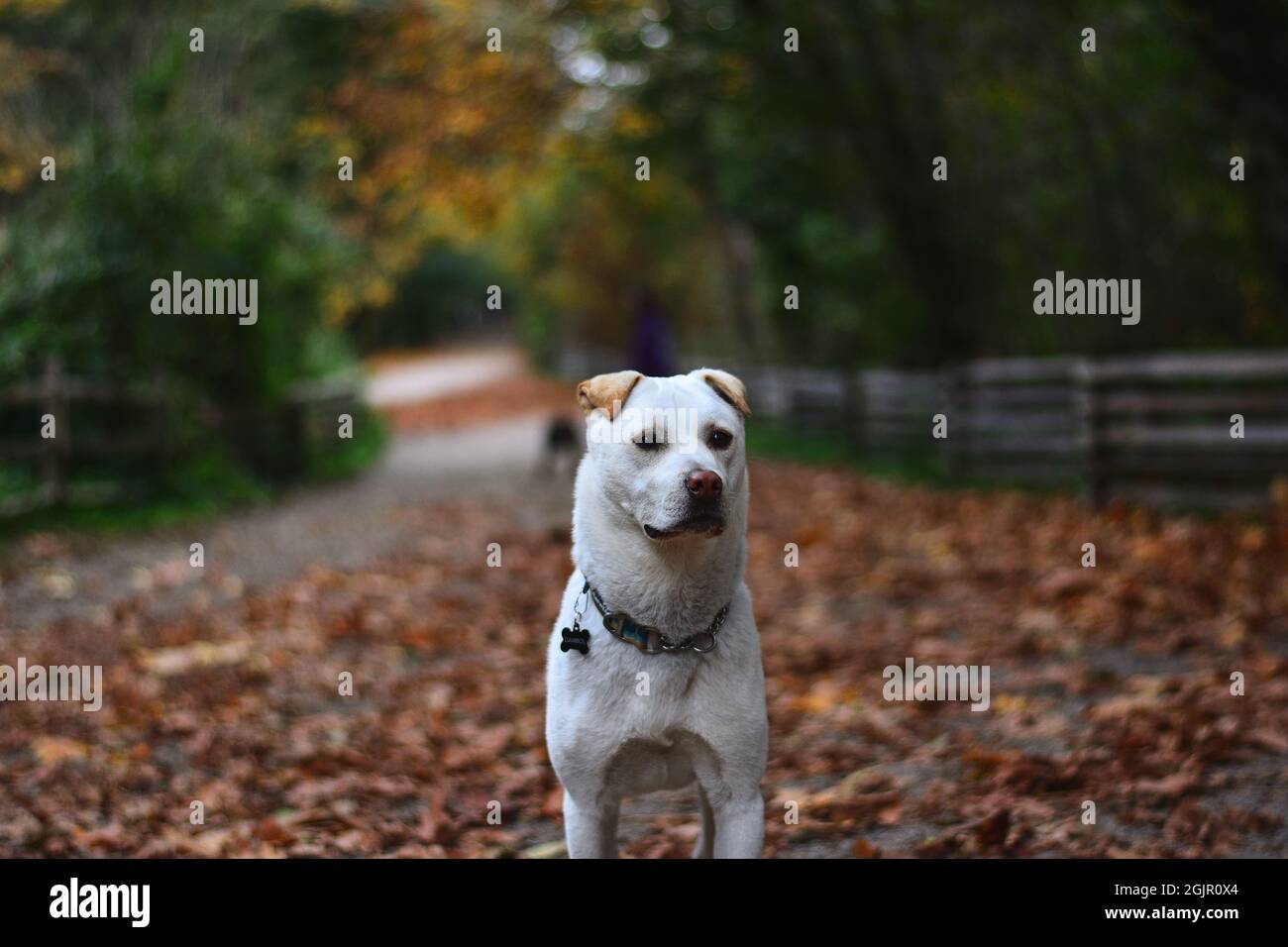 dog in the woods Stock Photo - Alamy