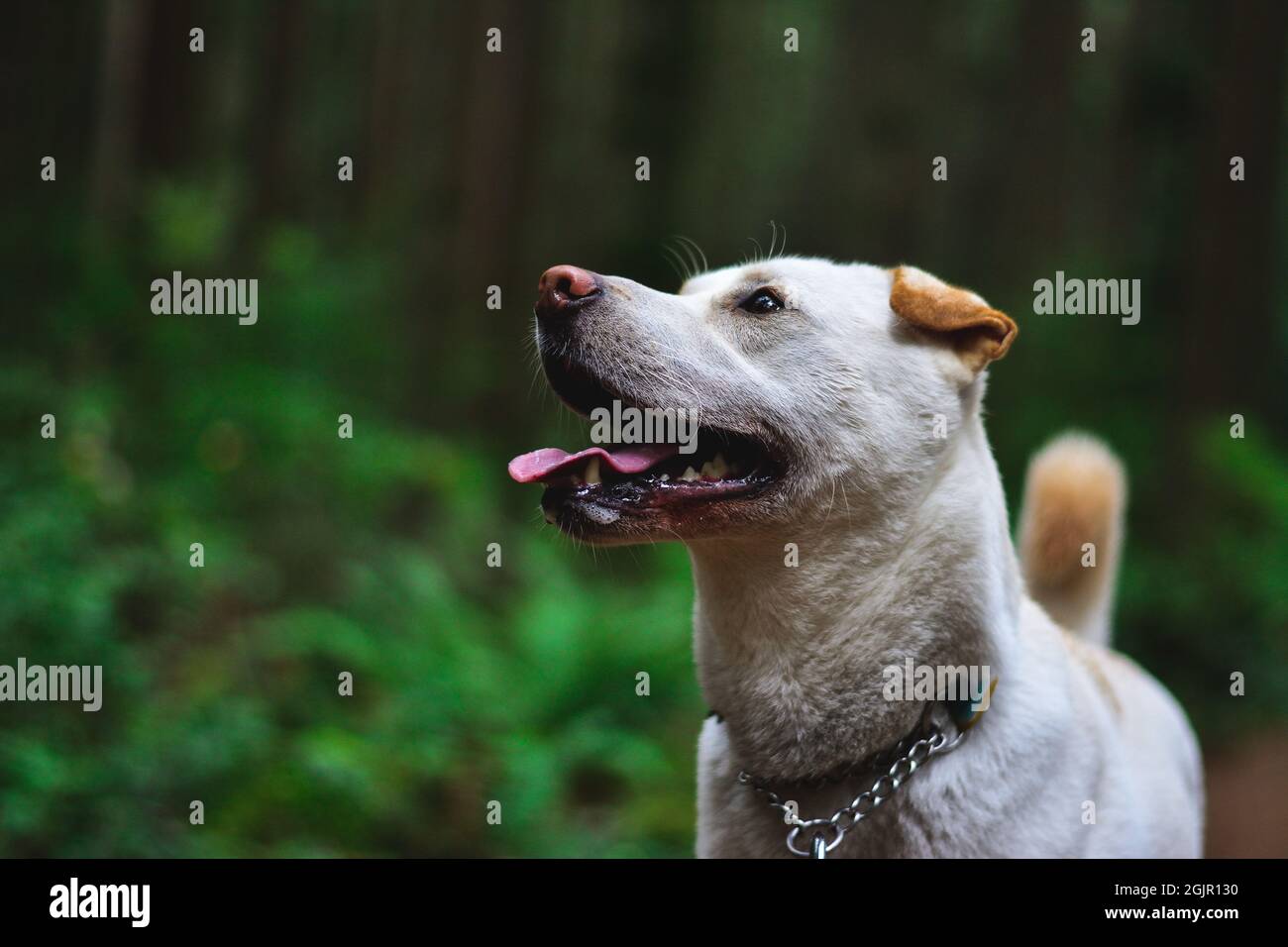 dog in the woods Stock Photo - Alamy