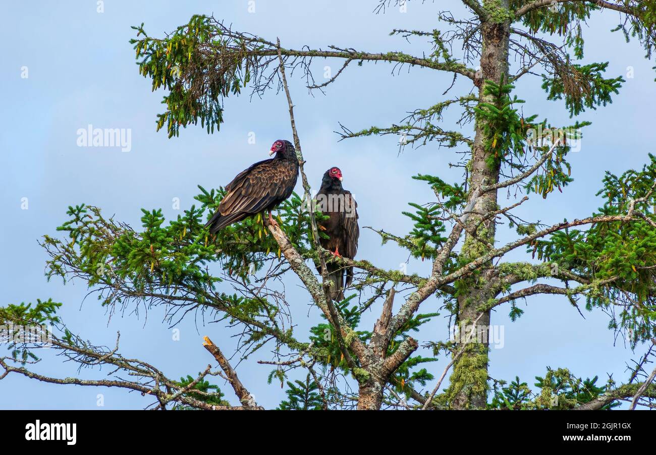 Two eastern turkey vulture (Cathartes aura septentrionalis) roosting on