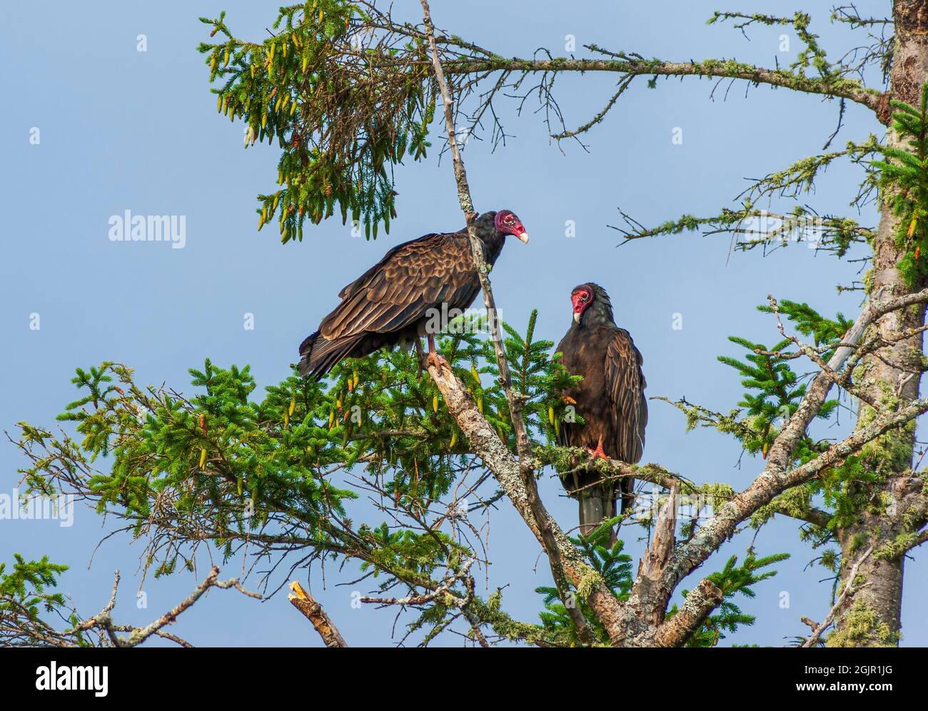 Two eastern turkey vulture (Cathartes aura septentrionalis) roosting on