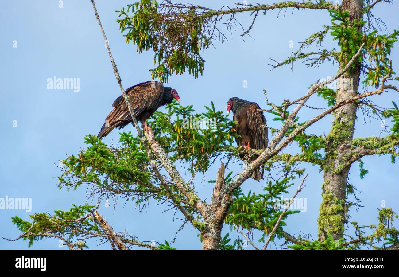 Two eastern turkey vulture (Cathartes aura septentrionalis) roosting on