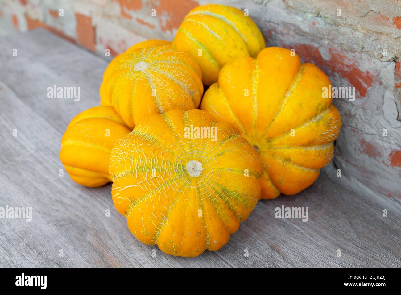 Small homemade yellow melons of the Ethiopka variety. Harvesting melons. Stock Photo