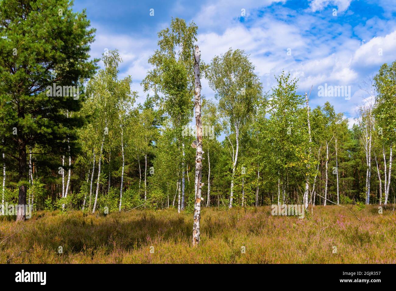 Heathland in Brandenburg in Germany with the heather blossom Stock Photo