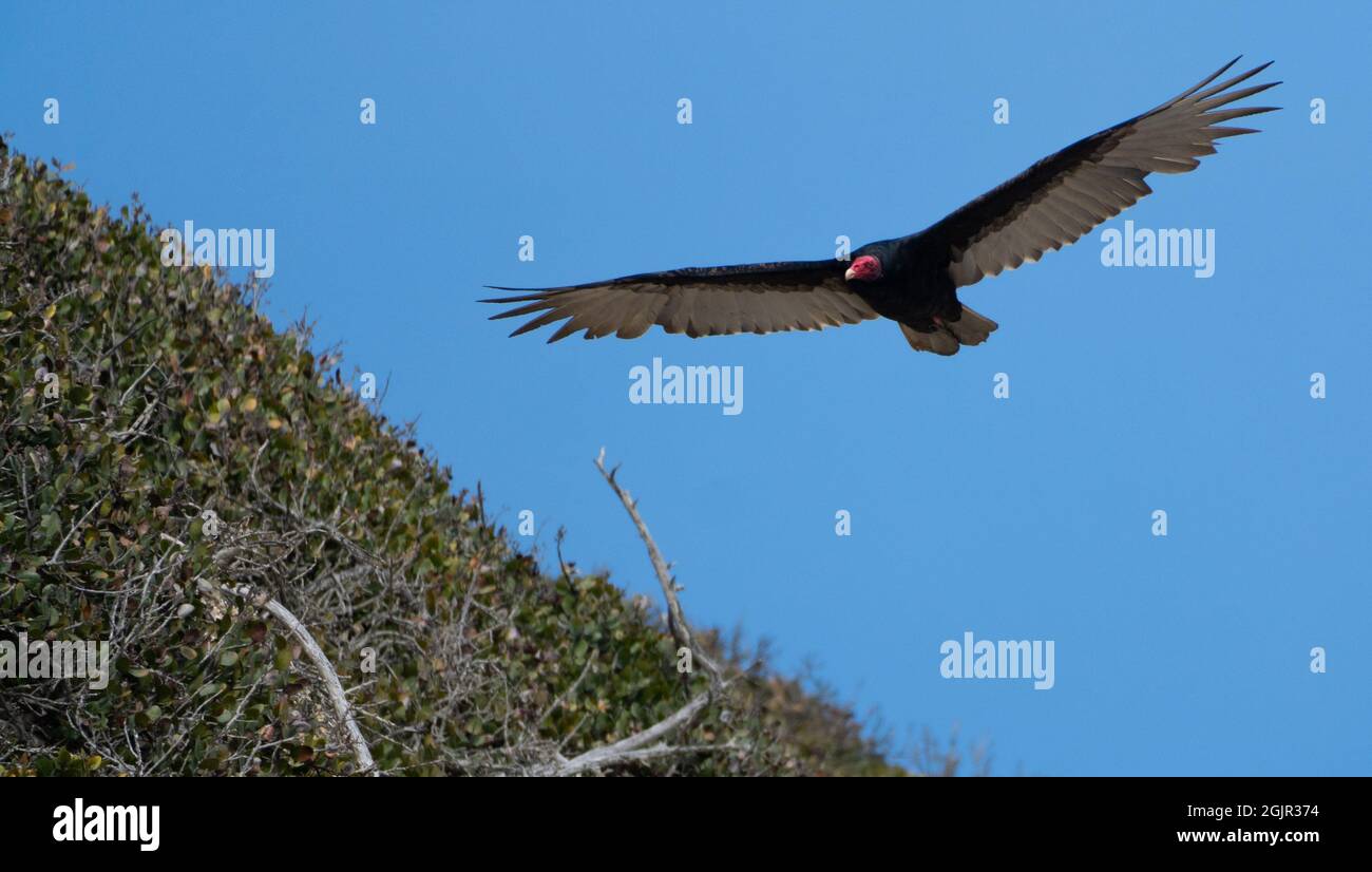A turkey vulture (cathartes aura) flies over the Carpinteria Bluffs in Carpinteria, California, USA Stock Photo