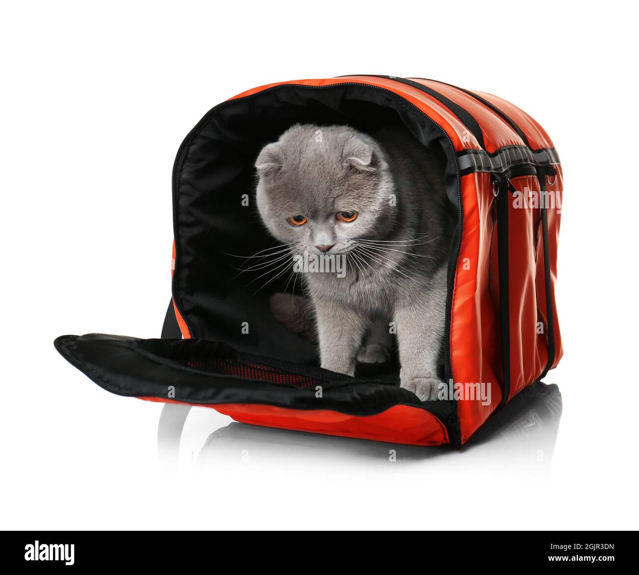 cat carrier funny
