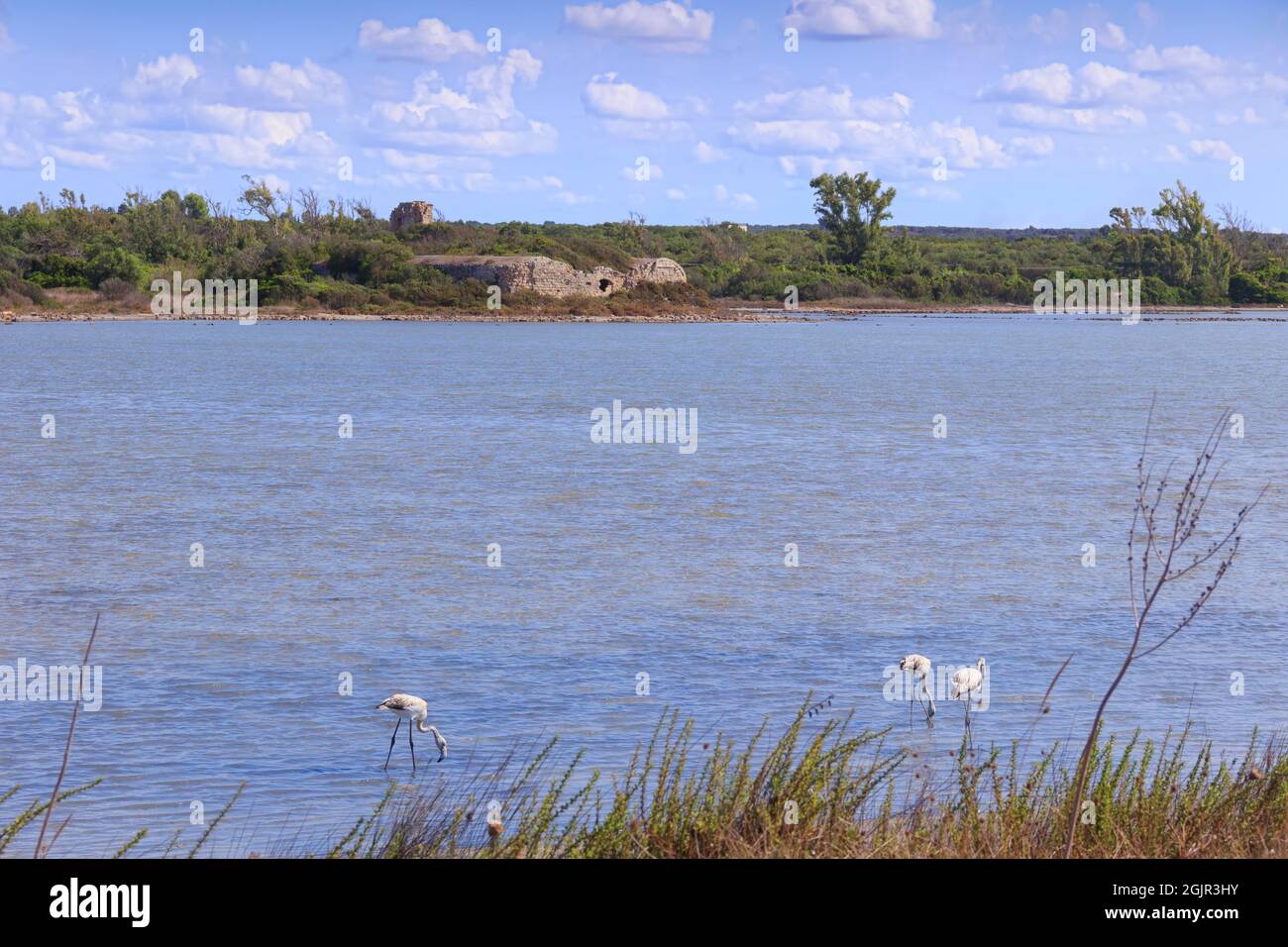 The Nature Reserve of Saline dei Monaci (Salt pans of Monks) is a distinctive area, located near Torre Colimena town on the coast of Puglia in Italy. Stock Photo