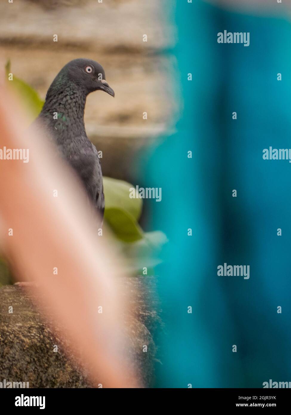 The black dove hires stock photography and images Alamy