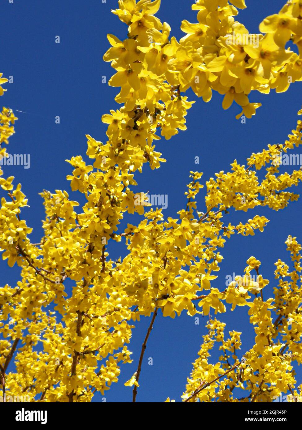 Spring Advancing Forsythia (Forsythia × intermedia) branches in full bloom against deep ...
