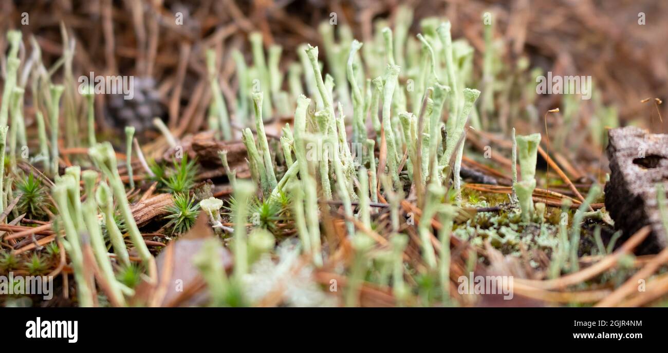 Beautiful gray tubular moss, moss close-up, macro. Close-up of moss in a pine forest on a cool autumn day. Beautiful moss background wallpaper Stock Photo