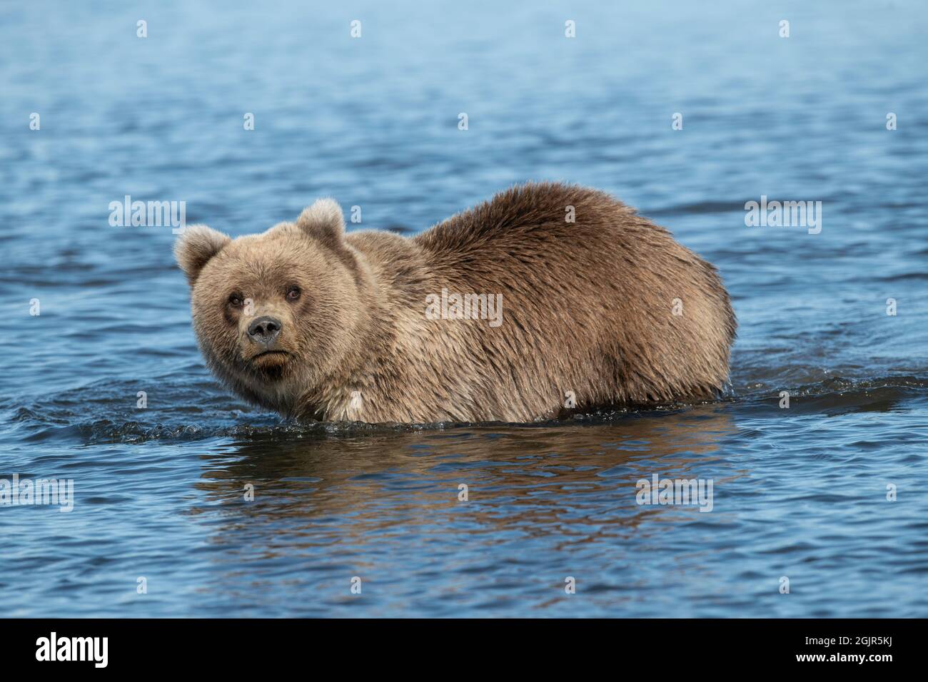 Alaskan Coastal Brown Bear Stock Photo - Alamy