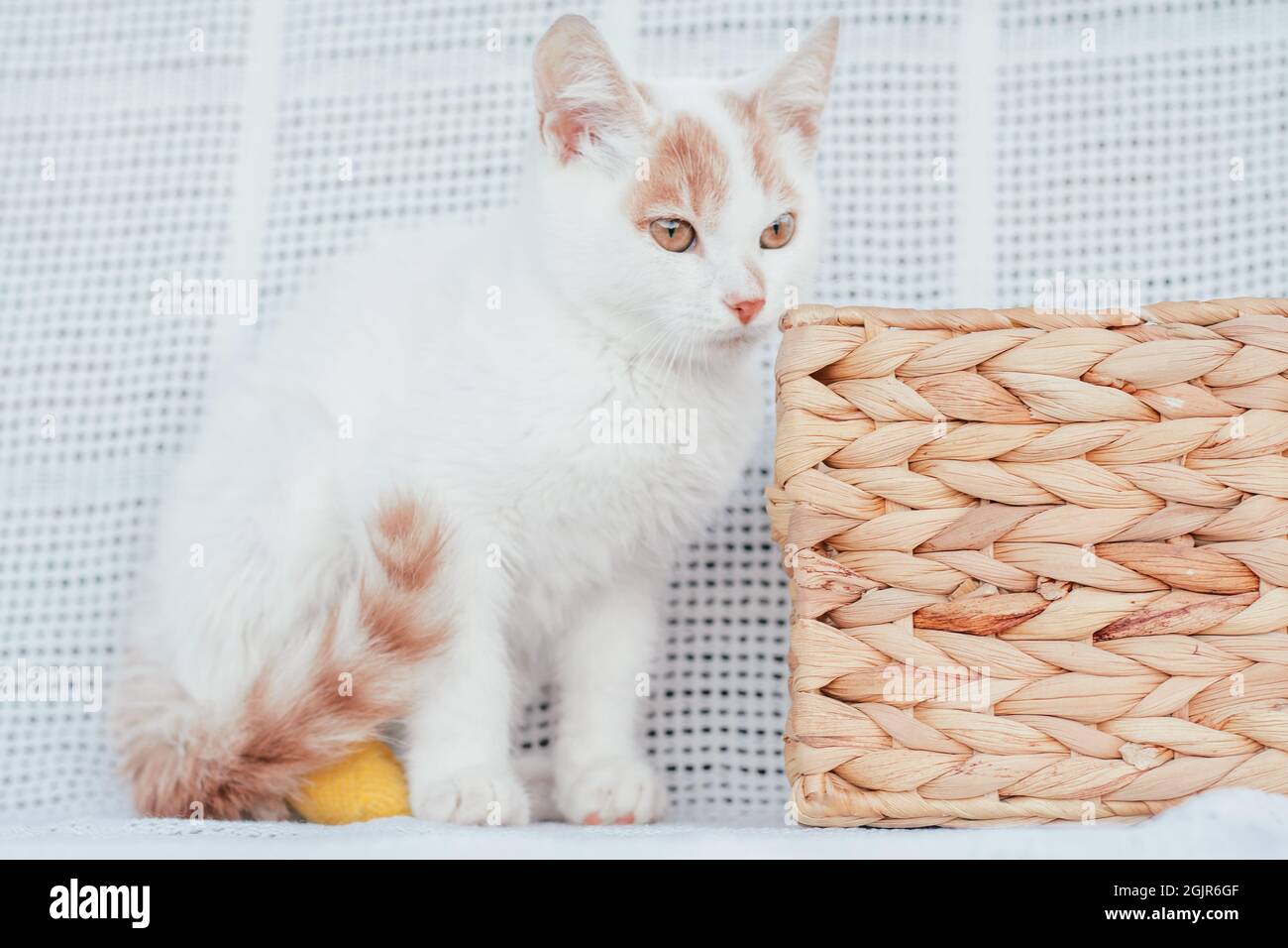 White And Ginger Cat 3 4 Months Next To Wicker Basket On Light Blanket Kitten With Foot Bandaged With Yellow Bandage Stock Photo Alamy