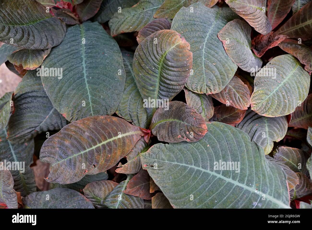 Close up of multicolor leaf of Hoffmannia plant Stock Photo