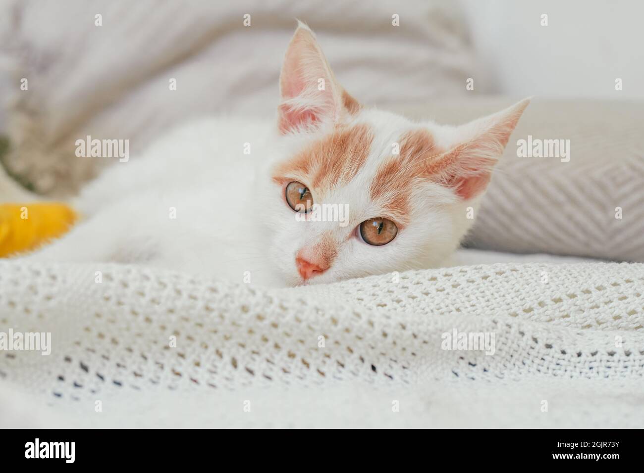 White And Ginger Cat 3 4 Months Lies On Light Blanket Kitten With Foot Bandaged With Yellow Bandage Stock Photo Alamy
