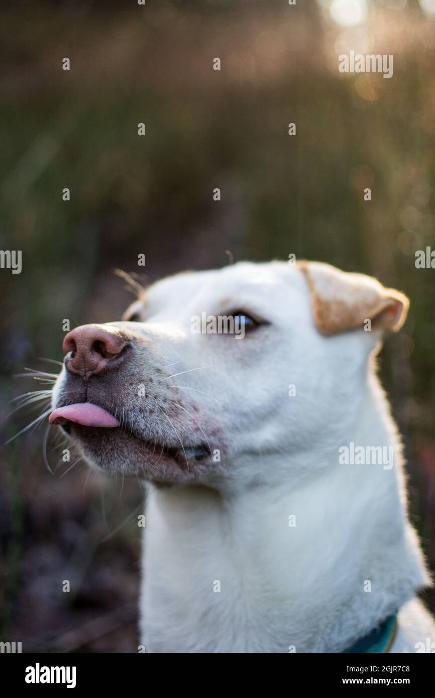 dog in the woods Stock Photo - Alamy