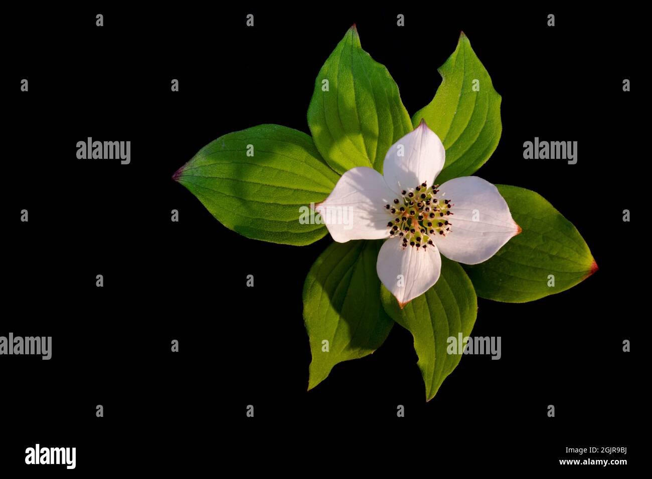 Canadian Bunchberry, aka Bunchberry Dogwood, against a black background Stock Photo