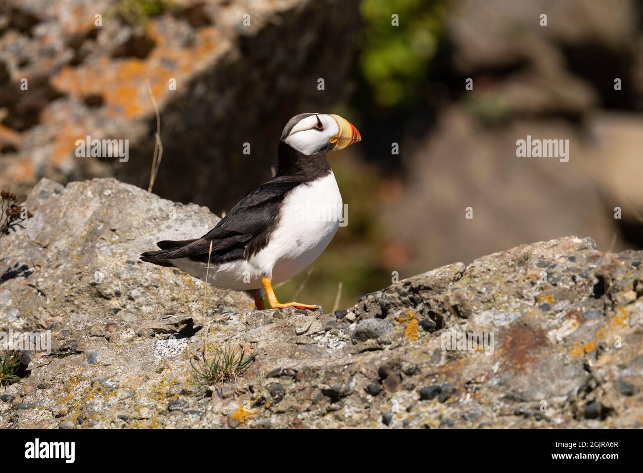 Horned Puffin  Saint Louis Zoo