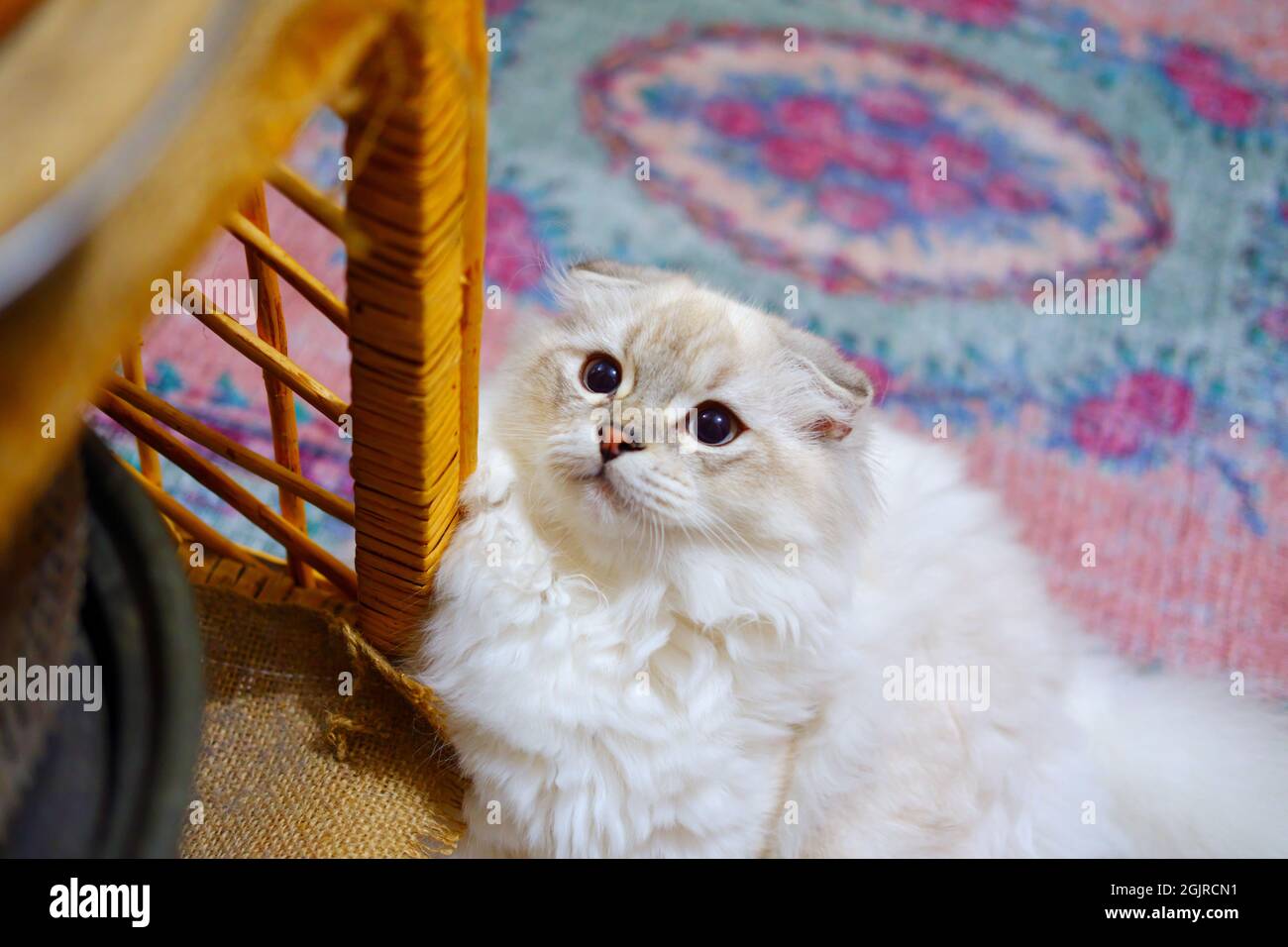 White Semi Long Hair Irish Fold Cat Sitting on Carpet and Looking Up Stock Photo