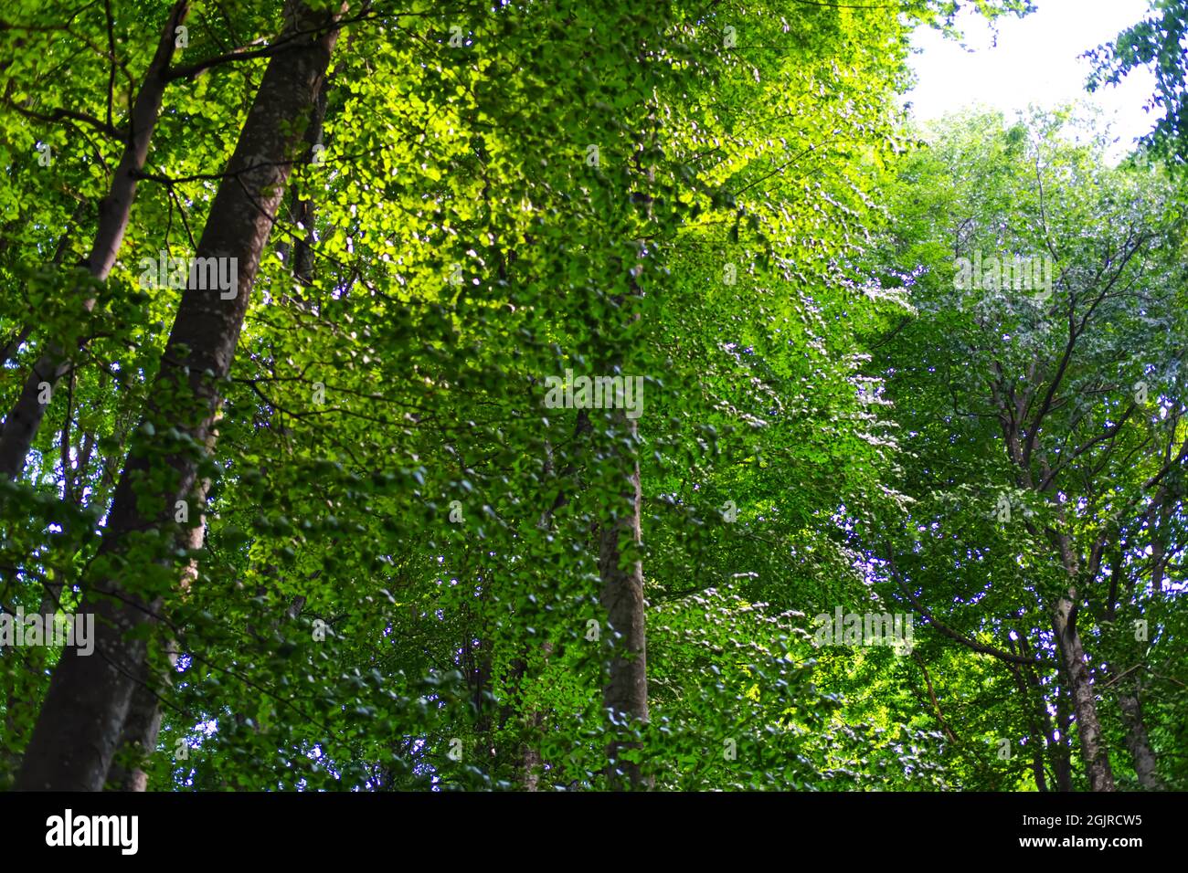 Inside Forest with Long Green Trees Stock Photo