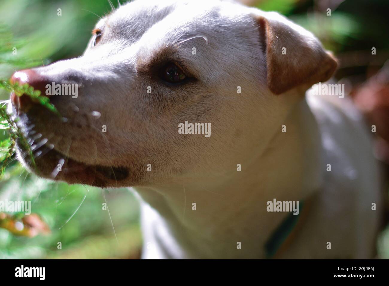nature dog stop and smell the roses Stock Photo Alamy