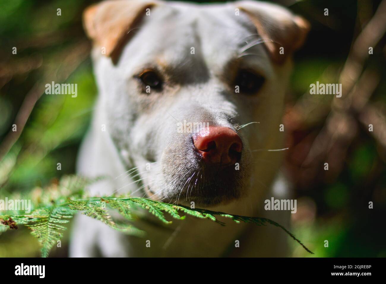 nature dog stop and smell the roses Stock Photo Alamy