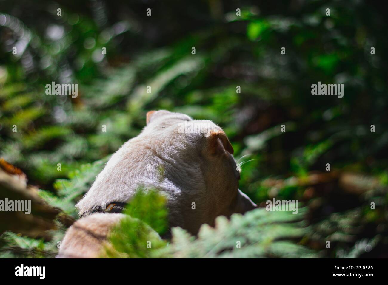 nature dog stop and smell the roses Stock Photo Alamy