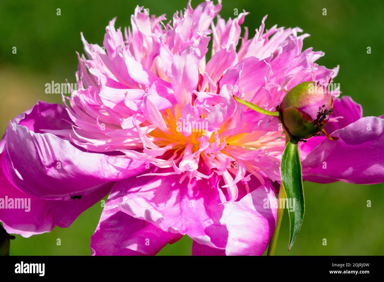 Pink Paeonia lactiflora Flower Stock Photo