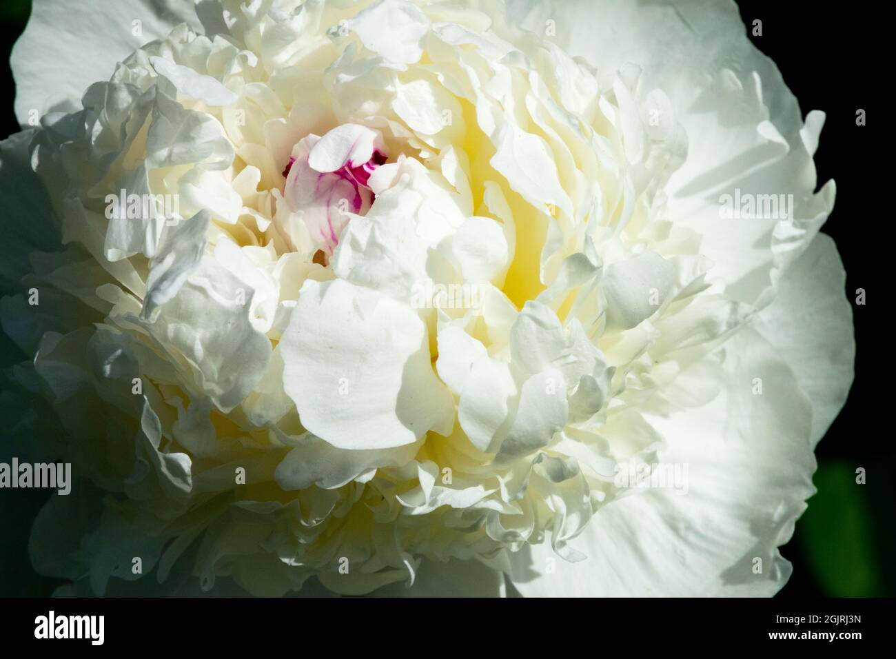 Cream-white flower Peony Madame de Vatry Stock Photo