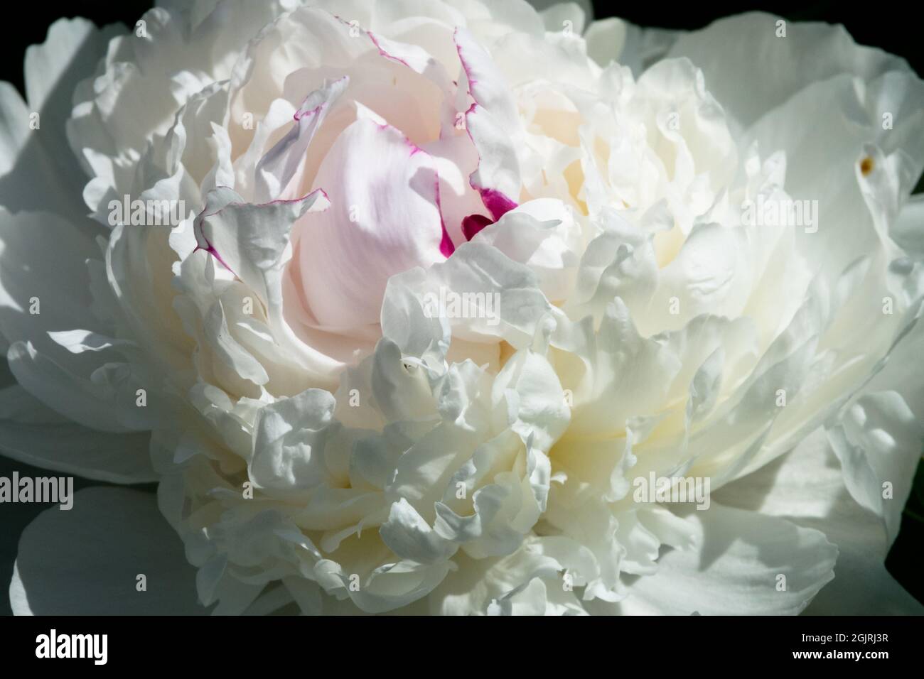 Cream-white flower Peony Madame de Vatry Stock Photo