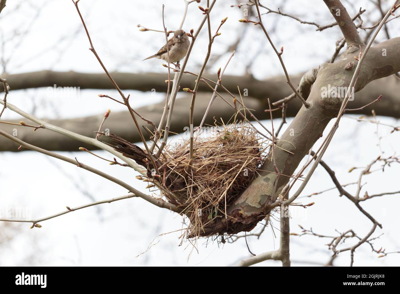 Tree sparrows nest hi-res stock photography and images - Alamy