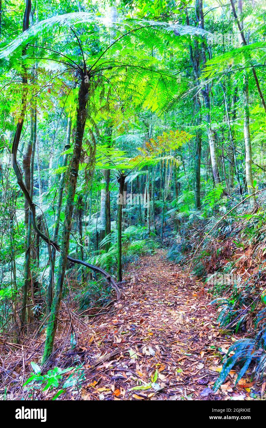 Dirt walking track deep in evergreen rainforest of Dorrigo national park - ancient Gondwana reserve. Stock Photo