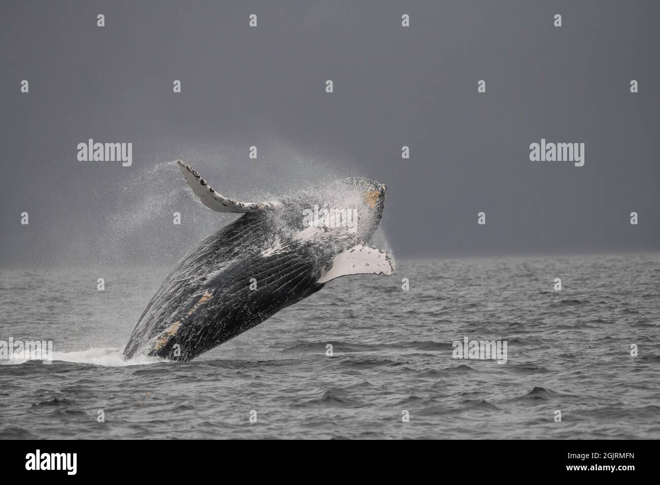 Breaching humpback whale hi-res stock photography and images - Alamy