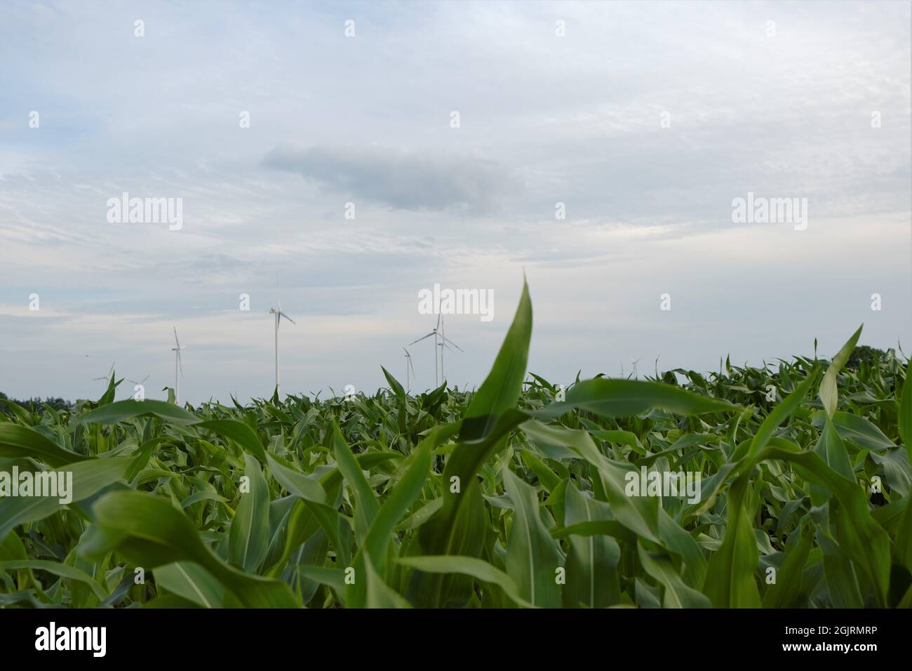 Wind energy.Wind turbines in a field. Alternative energy sources. Stock Photo