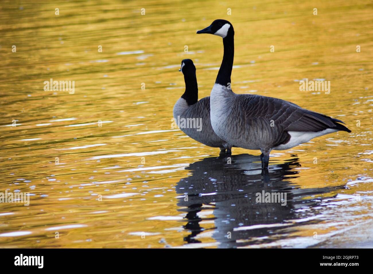 Geese Landing on Illinois River Stock Photo