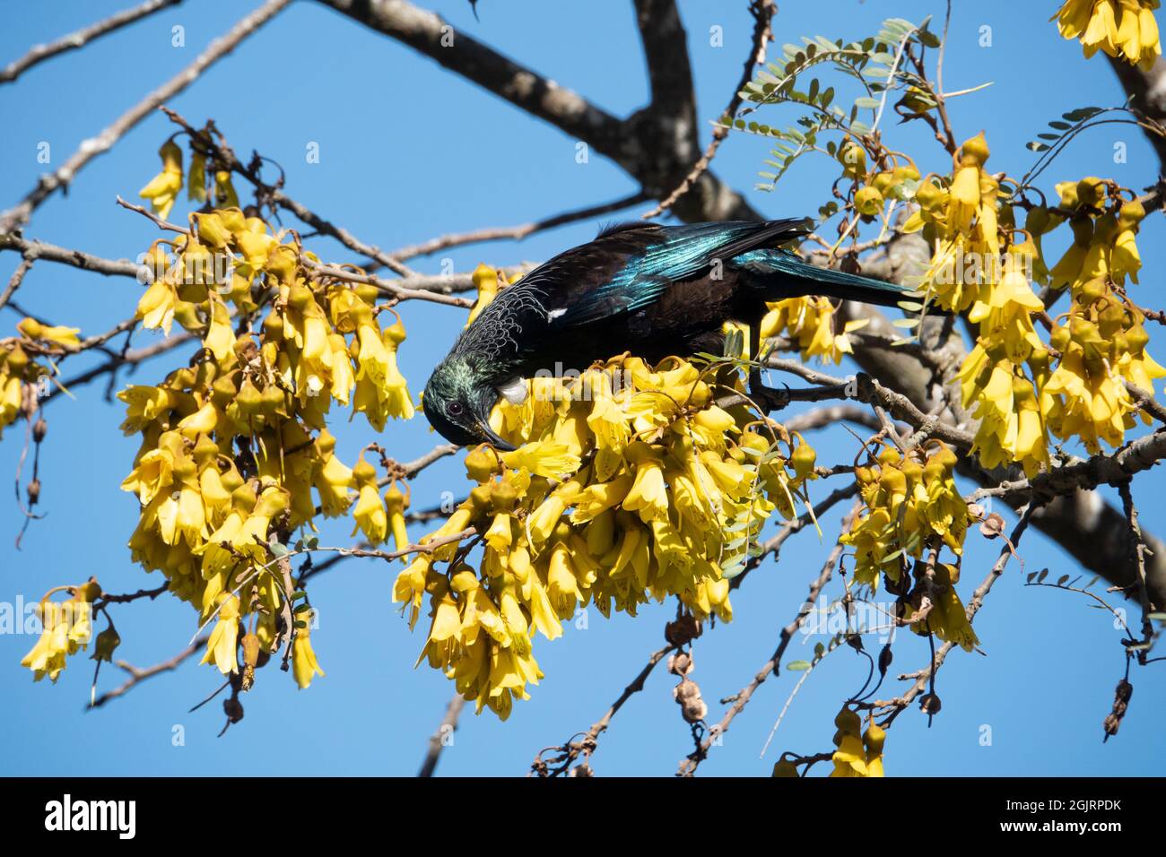 New Zealand tui bird feeding on yellow kowhai tree flowers in spring Stock Photo