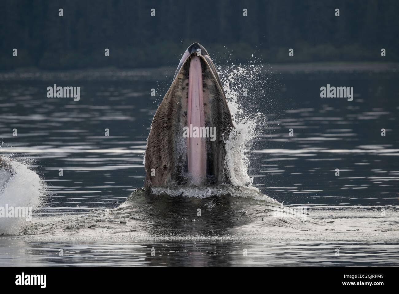 Humpback Whale, Baranof Island, Alaska Stock Photo