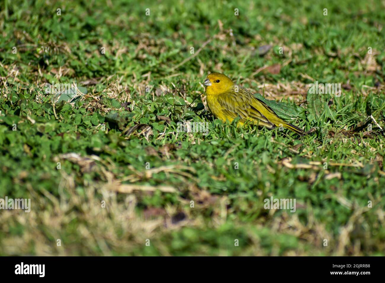 saffron finch, Sicalis flaveola, a tanager, on the ground, seen in Buenos Aires city Stock Photo