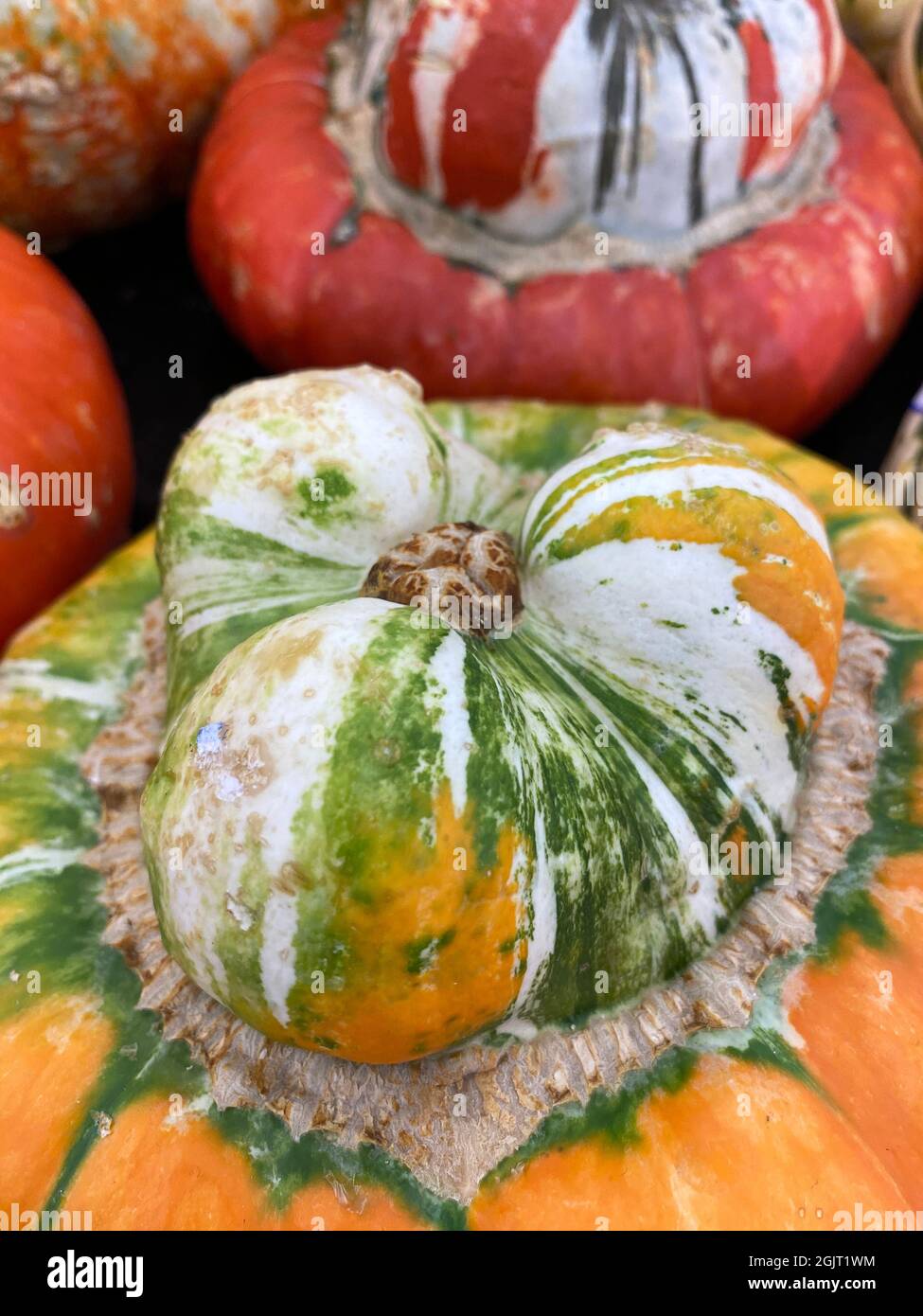 Close up of colorful Turk's turban squash Stock Photo