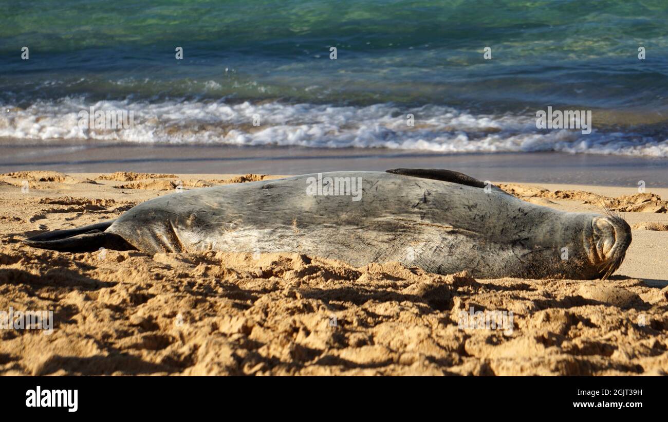 Endangered Hawaiian monk seal resting on Poipu Beach in Kauai Stock Photo