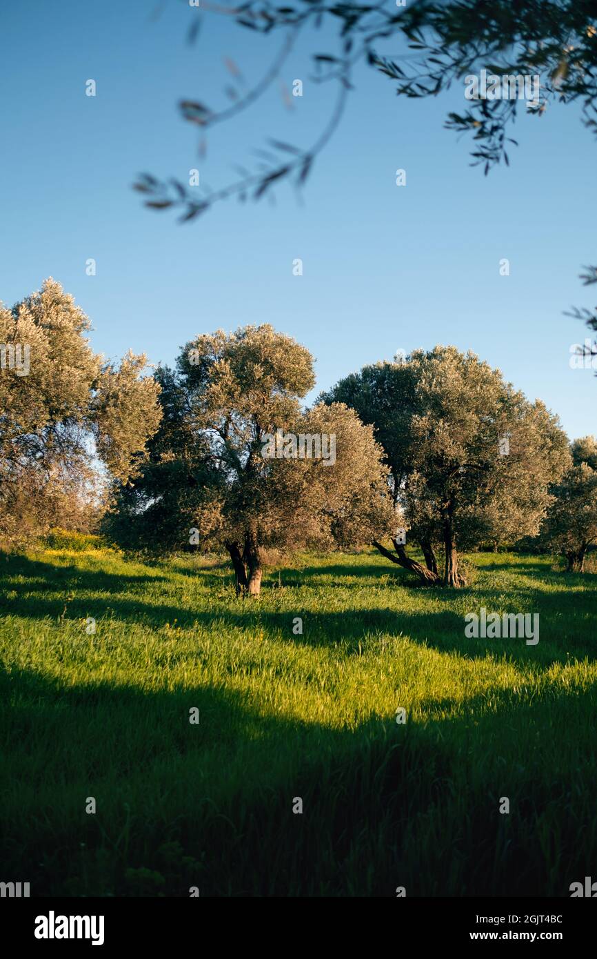izmir-turkey-march-25-2021-izmir-turkey-olive-trees-in-the